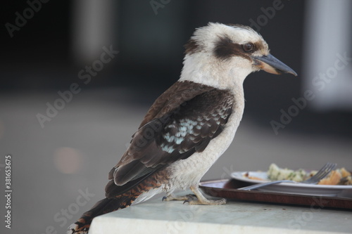 kookaburra having meal from plate on table