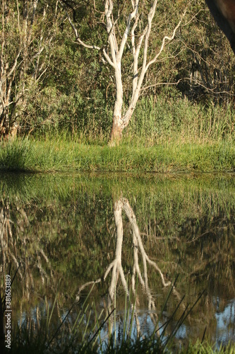 tree water mirror reflection
