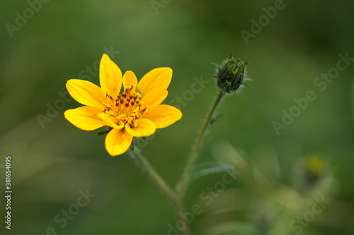 yellow flower over green background