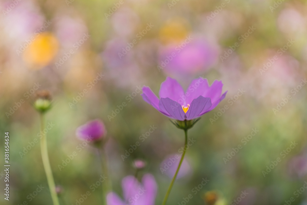 cosmos flower over green background