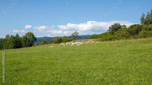 Fototapeta Naklejka Na Ścianę i Meble -  herd of goats on the mountain meadow