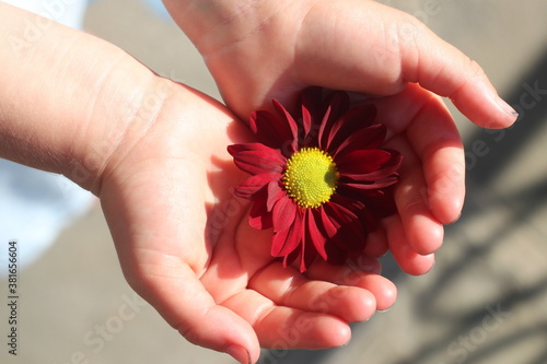Childs hand with flower