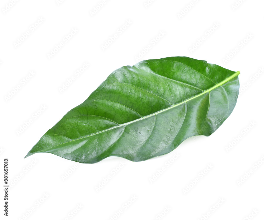 Obraz premium Morinda citrifolia leaf, isolated on white