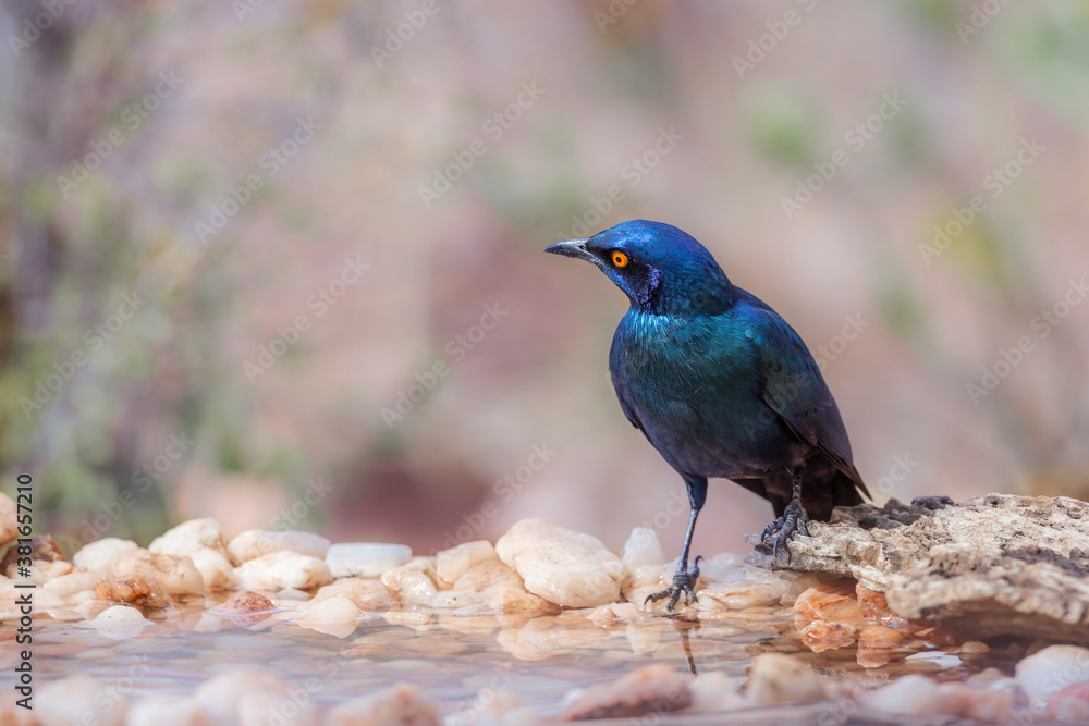 Cape Glossy Starling standing at waterhole in Kruger National park, South Africa ; Specie Lamprotornis nitens family of Sturnidae Cape Glossy Starling standing at waterhole in Kruger National park, South Africa ; Specie Lamprotornis nitens family of Sturnidae