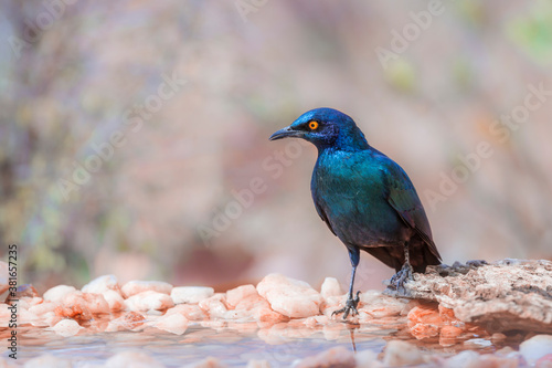 Cape Glossy Starling standing at waterhole in Kruger National park, South Africa ; Specie Lamprotornis nitens family of Sturnidae