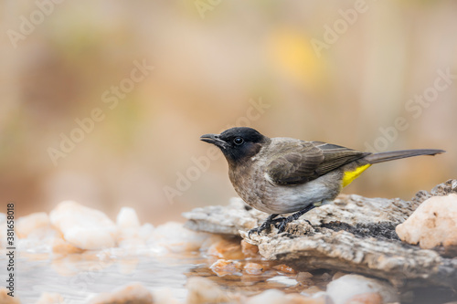 Dark capped Bulbul standing at waterhole in Kruger National park, South Africa ; Specie Pycnonotus tricolor family of Pycnonotidae photo