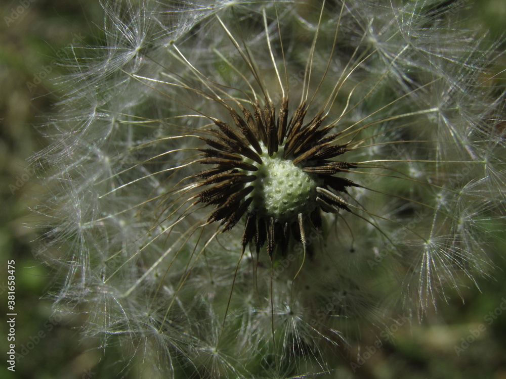 Fototapeta premium close up of a dandelion