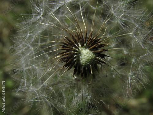 close up of a dandelion