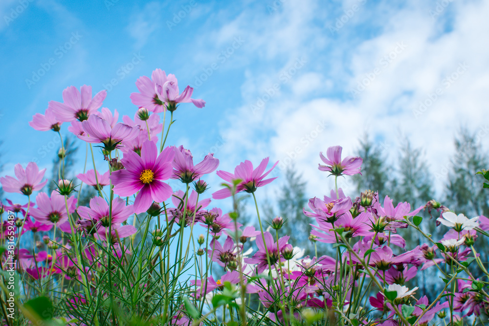 A garden of colorful cosmos flowers blooming in spring. A garden of colorful cosmos flowers blooming in spring.