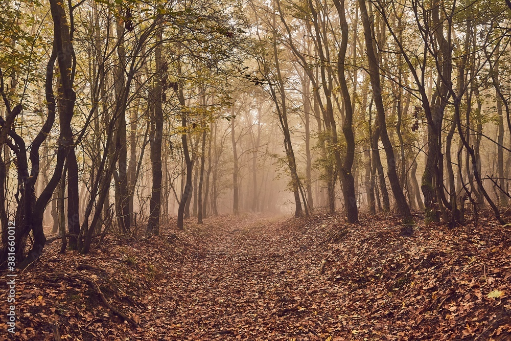 Forest detail with misty path Forest detail with misty path