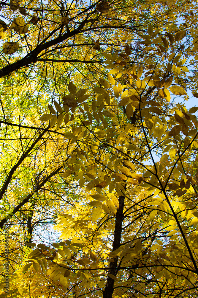 Dense autumn forest with yellow foliage Dense autumn forest with yellow foliage