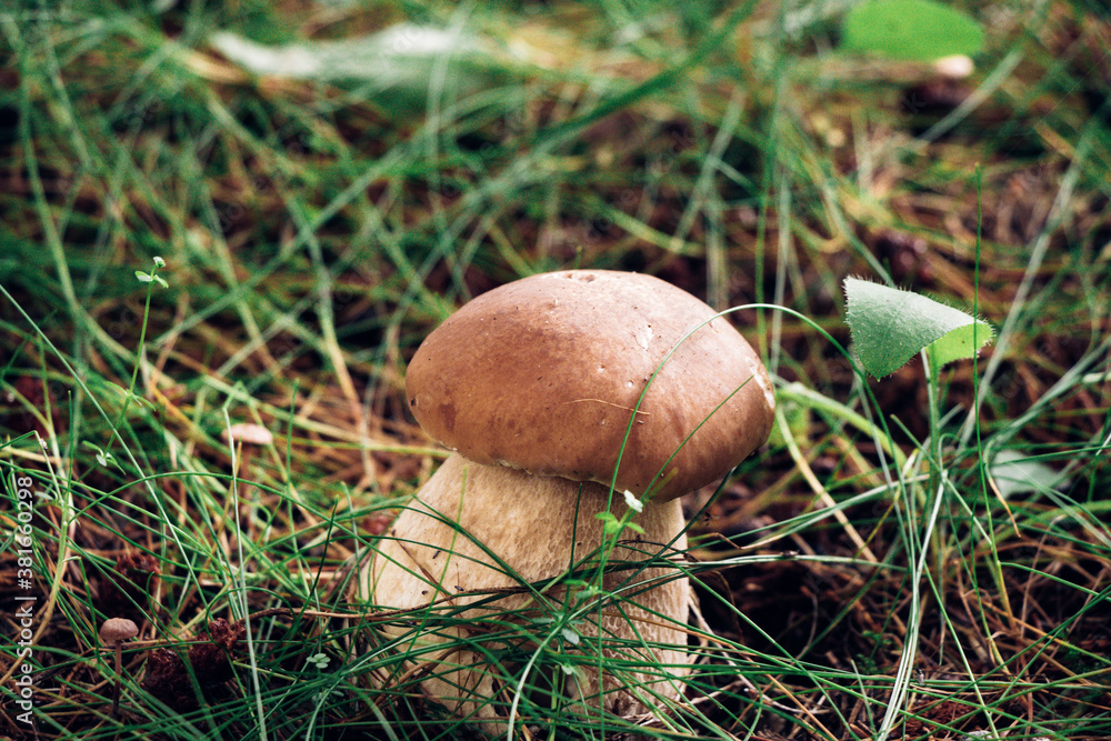 Lonely Boletus edulis in beautiful wet grass in the sunshine. A healthy leg and a healthy brown hat predetermine a delicious dinner. Cep, penny bun, porcino same fungus Lonely Boletus edulis in beautiful wet grass in the sunshine. A healthy leg and a healthy brown hat predetermine a delicious dinner. Cep, penny bun, porcino same fungus