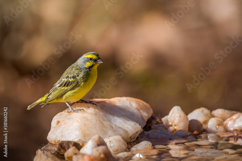 Yellow fronted Canary standing at waterhole in Kruger National park, South Africa ; Specie Crithagra mozambica family of Fringillidae photo