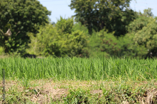 Green rice field and land in countryside at thailand