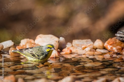 Yellow fronted Canary bathing at waterhole in Kruger National park, South Africa ; Specie Crithagra mozambica family of Fringillidae photo