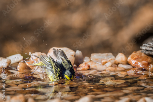 Yellow fronted Canary bathing at waterhole in Kruger National park, South Africa ; Specie Crithagra mozambica family of Fringillidae photo