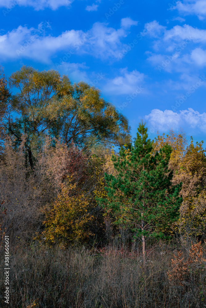 autumn trees in the forest