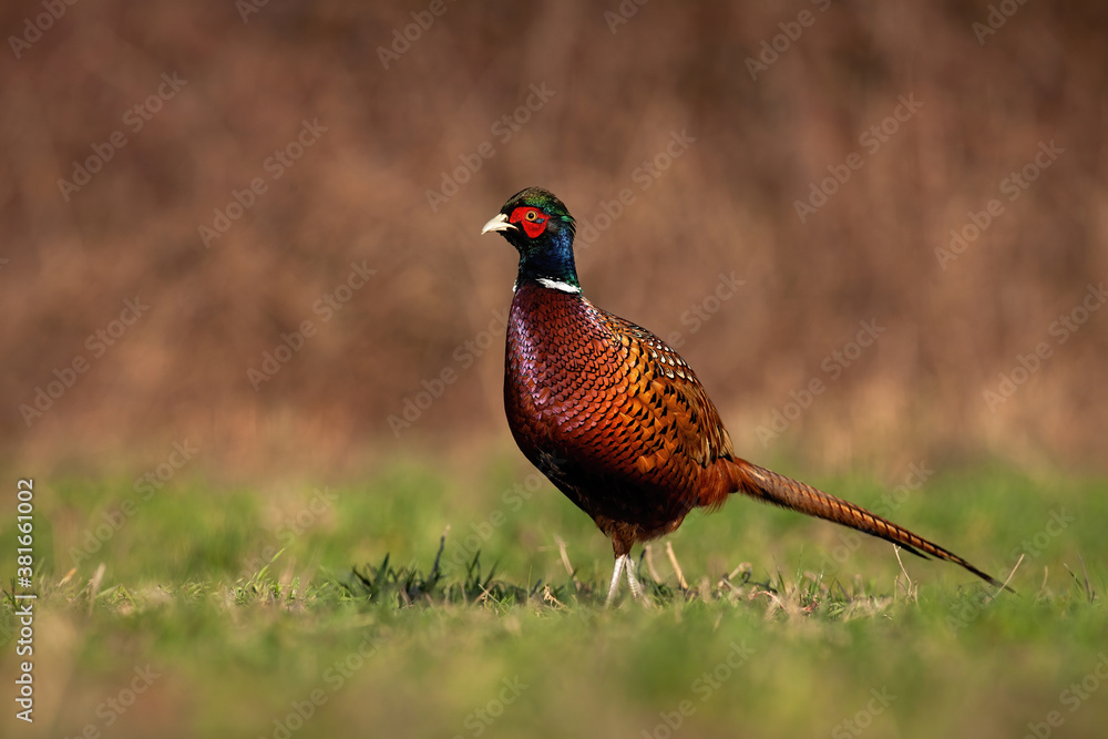 Naklejka premium Proud common pheasant, phasianus colchicus, standing on field in nature. Wild cock looking on green meadow in summer. Ring-necked male animal watching on grassland.