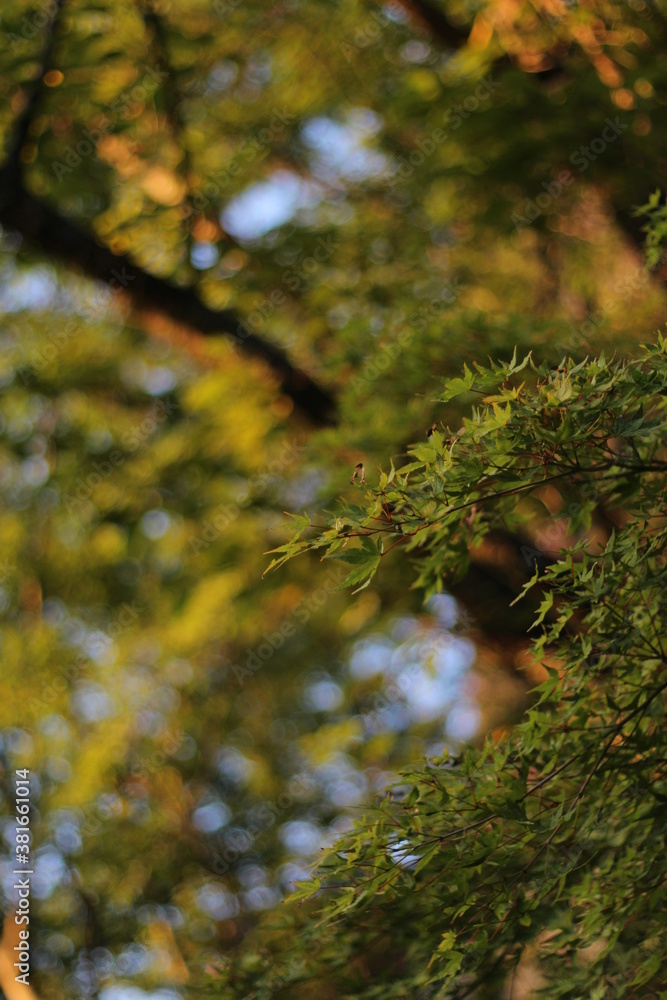 Beautiful and cute little maple leaves, soft focus Beautiful and cute little maple leaves, soft focus