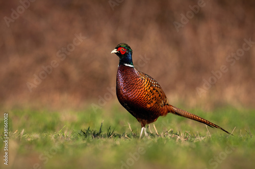 Proud common pheasant, phasianus colchicus, standing on field in nature. Wild cock looking on green meadow in summer. Ring-necked male animal watching on grassland.