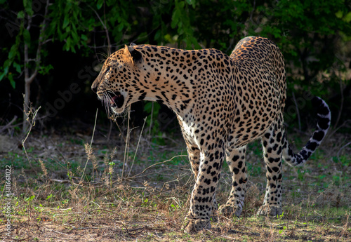 Leopard in sunlight  Leopard walking in sun light  leopard in golden light  Sri Lankan leopard from Yala National Park.