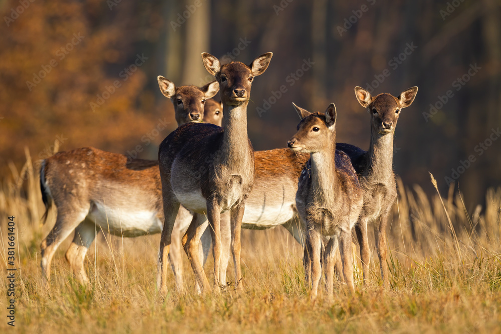 Herd of young fallow deer, dama dama, standing on meadow in autumn. Bunch of does looking on field in fall at sunset. Group of female mammals watching on dry pasture.