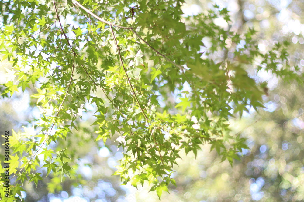 Beautiful and cute green maple leaves, soft focus