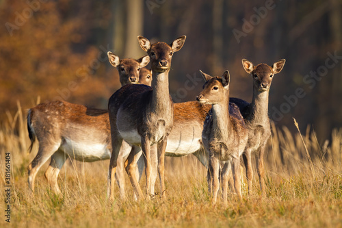 Obraz na płótnie Herd of young fallow deer, dama dama, standing on meadow in autumn. Bunch of does looking on field in fall at sunset. Group of female mammals watching on dry pasture. w salonie