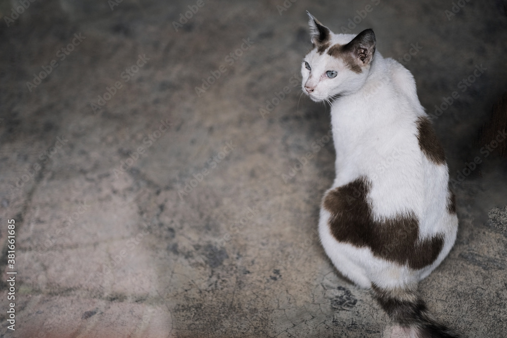 A little cute cat in house A little cute cat in house