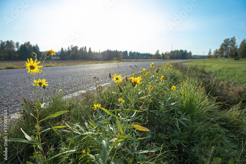 Dandelions and yellow flowers grow by the road.