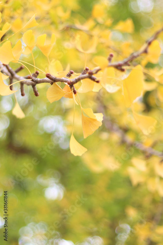 Yellow and green ginkgo biloba wallpaper background, soft focus, focus on the foreground
