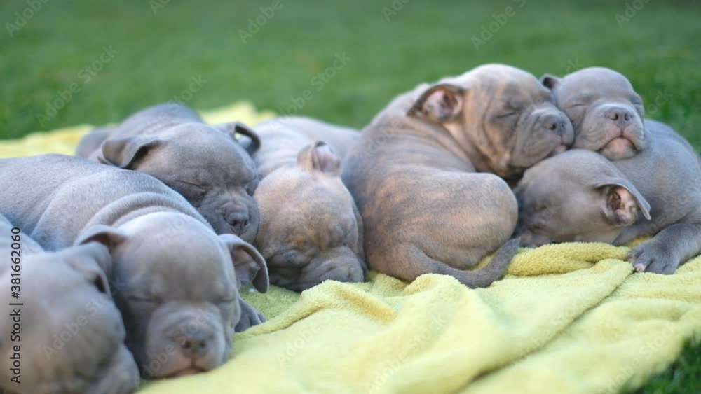 Raising American Bully puppies. Sleeping in the yard on the grass of