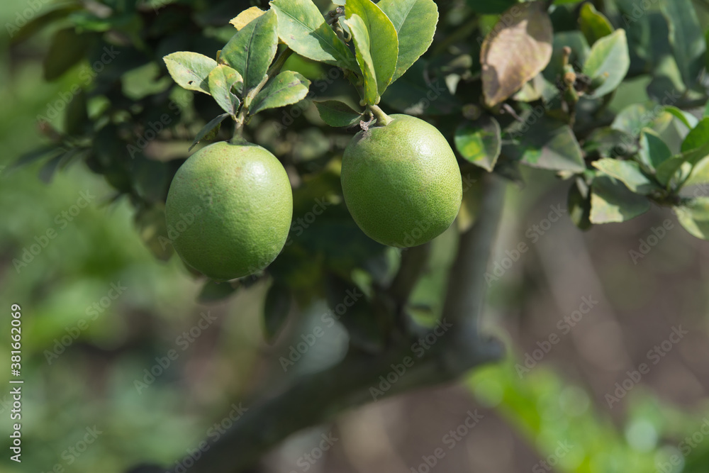 Selective focus shot of lemon fruit hanging on a tree with green leaves background. Selective focus shot of lemon fruit hanging on a tree with green leaves background.