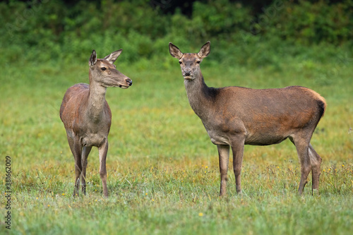 Two red deer  cervus elaphus  standing on meadow in summertime nature. Wild mammals looking on grass in fall. Brown hinds observing on field in autumn.