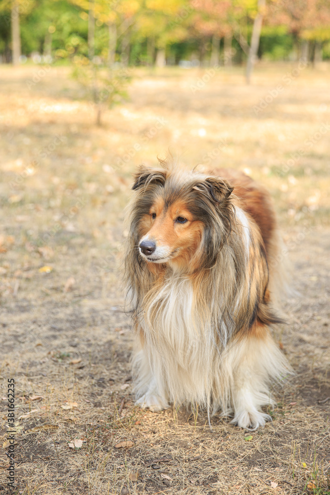 The dog walks on dry grass The dog walks on dry grass