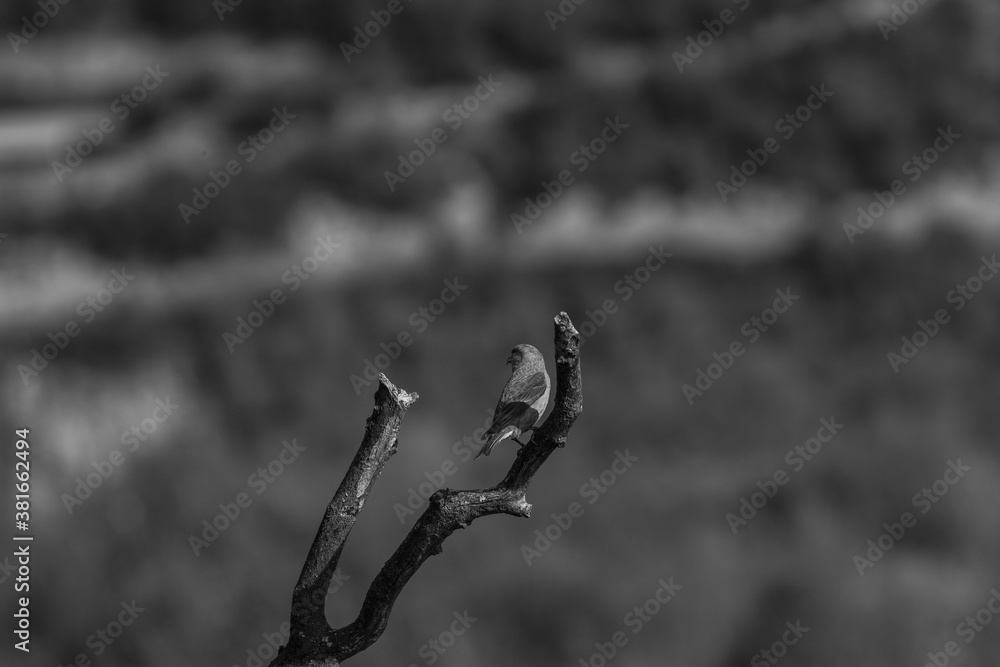 Fototapeta premium Red Crossbill in Ordesa and Monte Perdido National Park, Pyrenees, Spain