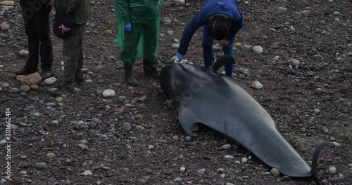 A dead cetacean on the beach, a veterinarian took a blood sample to find out why, several cetaceans were stranded on the coast