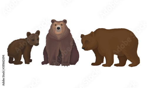 Wild Brown Bear as Forest Habitant Vector Set