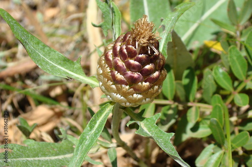 Pinecone Thistle (Leuzea conifera)