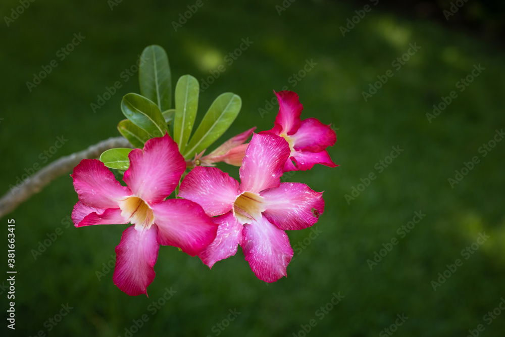 Close up of Adenium obesum. Blooming pink desert rose. Japanese frangipani flower. Flowers blossom. Nature background. Bali, Indonesia Close up of Adenium obesum. Blooming pink desert rose. Japanese frangipani flower. Flowers blossom. Nature background. Bali, Indonesia