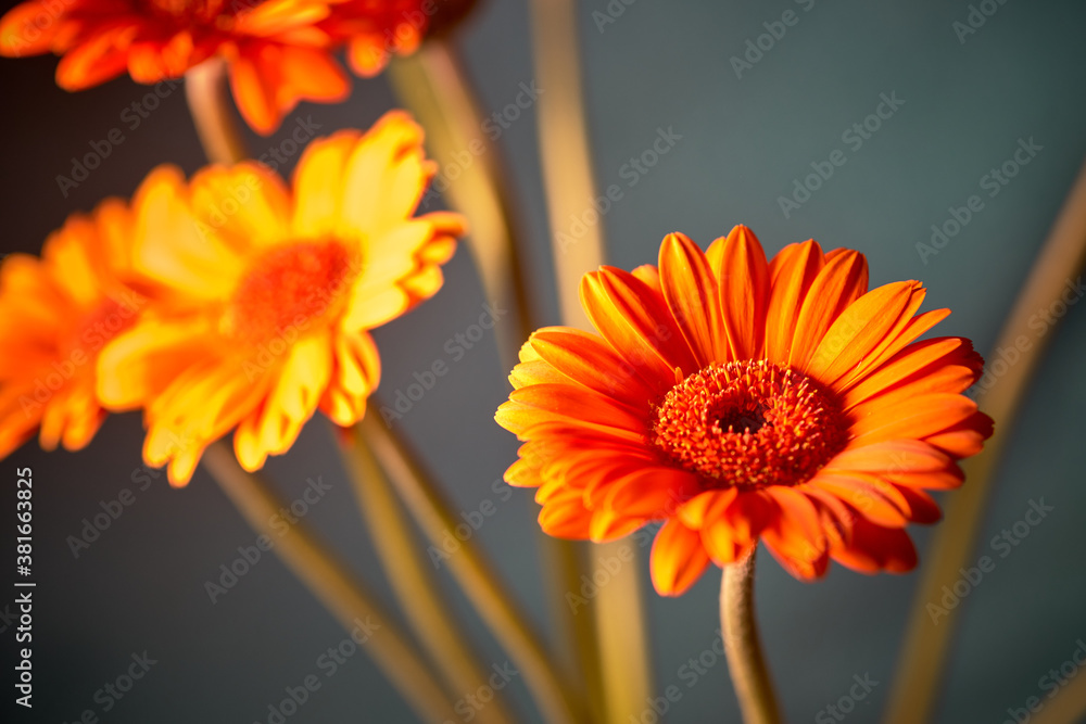 Bouquet of orange gerberas in a vase Bouquet of orange gerberas in a vase
