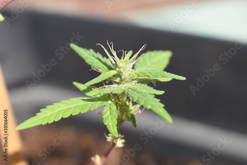 Small cannabis flowering budding cannabis plant