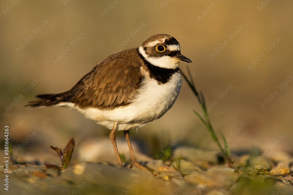 Little ringed plover, charadrius dubius, standing on riverbank in autumn. Small brown bird looking on riverside in fall at sunset. Wild feathered animal with big eyes observing on rocks. Little ringed plover, charadrius dubius, standing on riverbank in autumn. Small brown bird looking on riverside in fall at sunset. Wild feathered animal with big eyes observing on rocks.