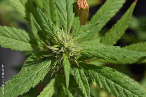 Marijuana plant flowering cannabis