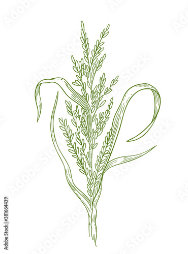 Rice plant hand drawn sketch. Oryza sativa. Agronomy cereal grain. Growing harvest. Vector agriculture illustration.