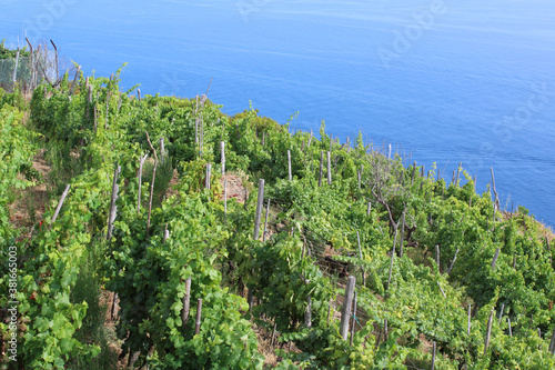 Coltivazione dell'uva vermentino e sciacchetrà alle Cinque Terre