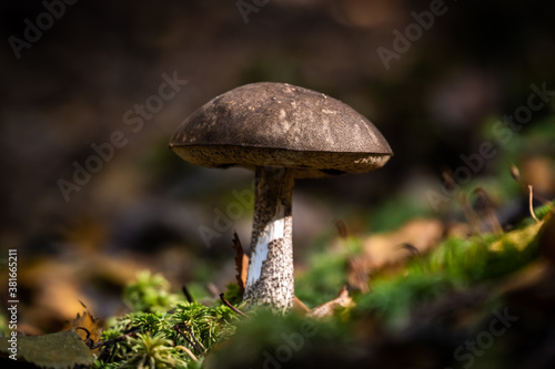 Edible boletus mushrooms are found in large numbers in early autumn in the forests and the Leningrad region.