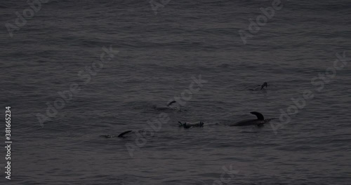 A group of cetaceans are stranded and die near the coast. Local authorities mark with a buoy the place to proceed to the rescue of mammals
