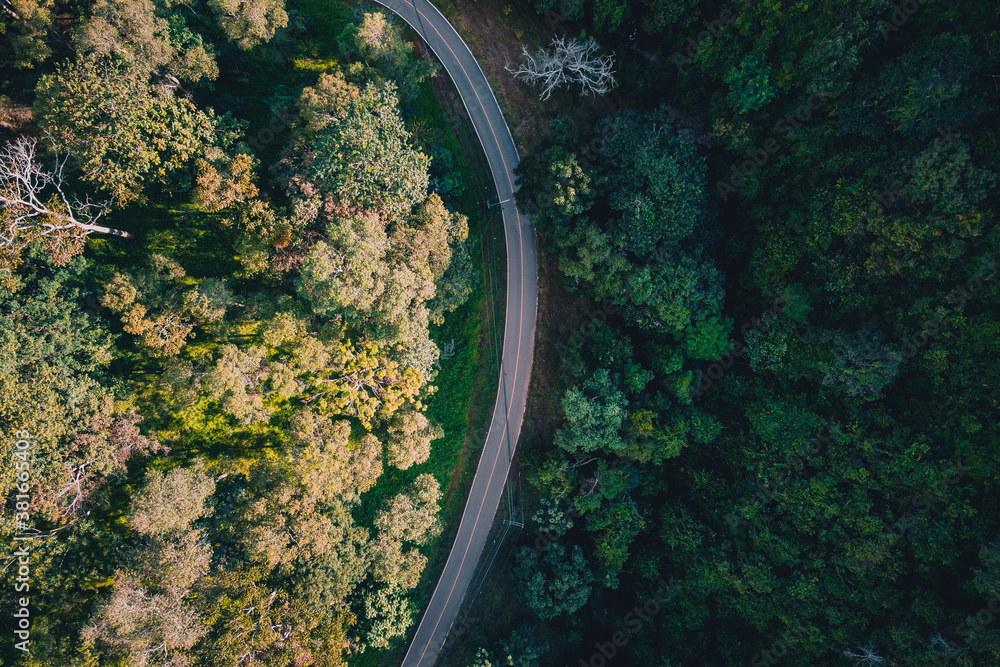 Forest, trees and green roads in the countryside from above.