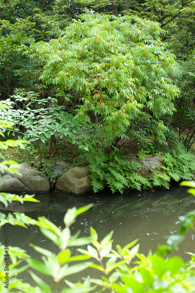 Fototapeta premium 11庭園